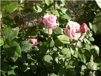 a47d7286-Picture 5958.jpg